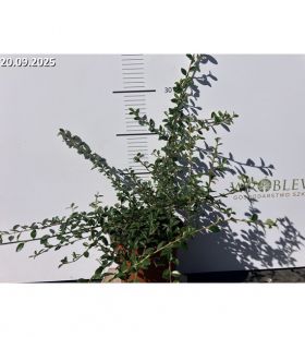 Cotoneaster ×suecicus 'Coral Beauty'