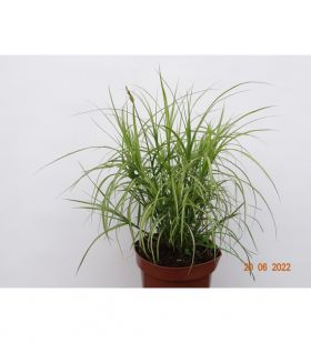 Carex muskingumensis 'Aureovariegata'