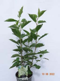 Hydrangea paniculata 'Phantom'