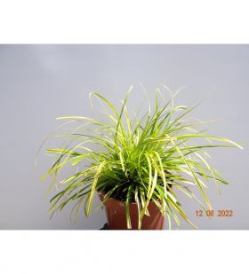 Carex oshimensis EVERCOLOR EVERILLO 'Everillo'