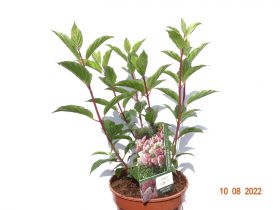 Hydrangea paniculata VANILLE-FRAISE 'Renhy'