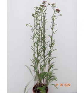Achillea millefolium 'Cerise Queen'
