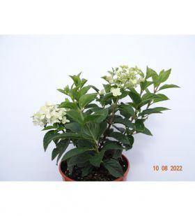 Hydrangea paniculata PETITE STAR 'COUSTAR02'