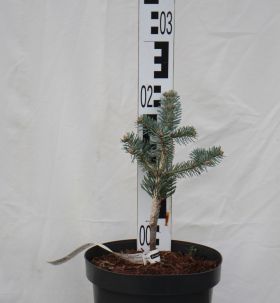 Abies lasiocarpa 'Compacta'