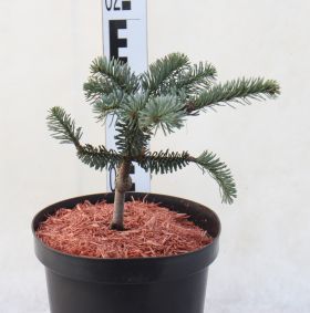 Abies procera 'Glauca'