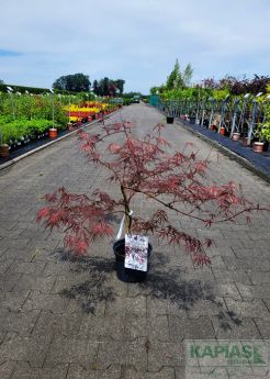 Acer palmatum 'Firecracker'