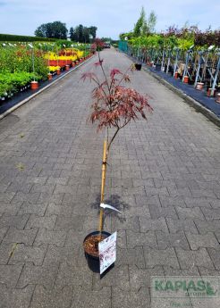 Acer palmatum 'Firecracker'