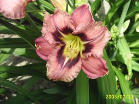 Hemerocallis 'Always Afternoon'