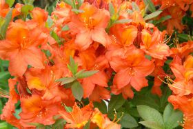 Rhododendron 'Apricot'