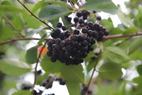 Aronia melanocarpa 'Hugin'