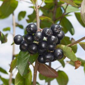 Aronia ×prunifolia 'Viking'
