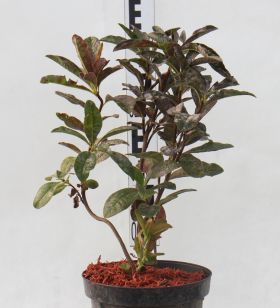 Rhododendron 'Cecile'