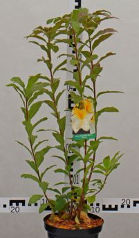 Rhododendron 'Toucan'