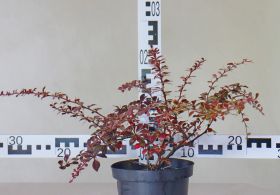 Berberis thunbergii 'Golden Ring'