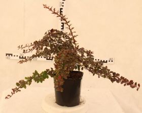 Berberis thunbergii 'Golden Ring'