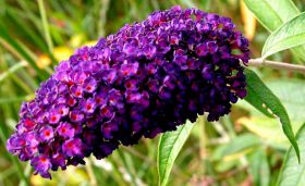 Buddleja davidii 'Black Knight'