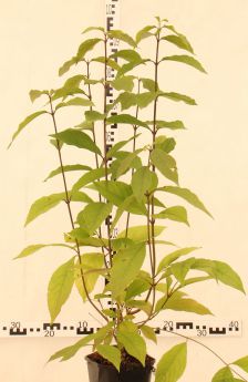 Callicarpa bodinieri var. giraldii