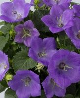 Campanula carpatica 'Pearl Deep Blue'