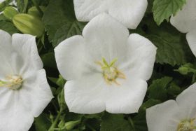 Campanula carpatica 'Pearl White'