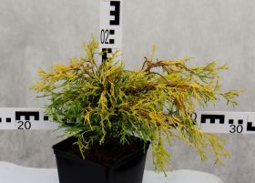 Chamaecyparis pisifera 'Filifera Aurea Nana'