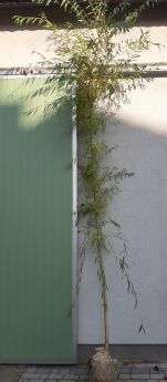 Salix ×sepulcralis 'Chrysocoma'