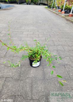 Cotoneaster salicifolius 'Parkteppich'