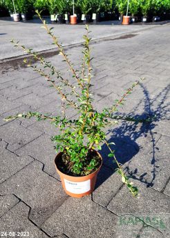 Cotoneaster ×suecicus 'Skogholm'