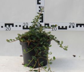 Cotoneaster procumbens 'Queen of Carpets'