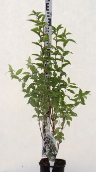 Deutzia crenata 'Pride of Rochester'