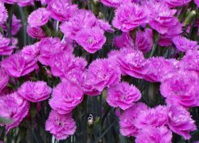 Dianthus 'Pretty Becky'