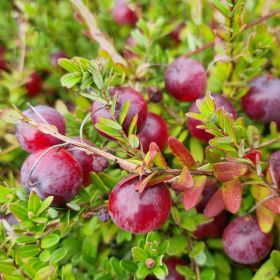Vaccinium macrocarpon 'Early Black'