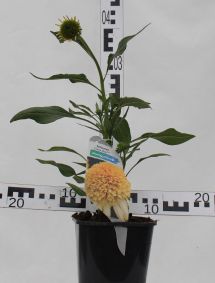 Echinacea 'Lemon Drop'