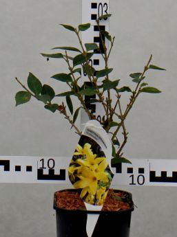 Forsythia ×intermedia 'Goldzauber'