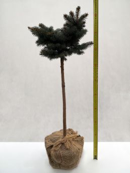 Picea pungens 'Glauca Globosa'