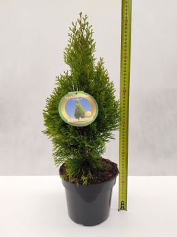 Thuja occidentalis 'Janed Gold'