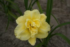 Hemerocallis 'Cabbage Flower'