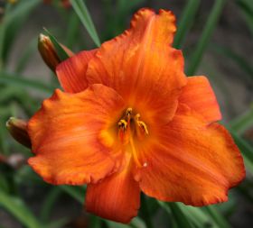Hemerocallis 'Mauna Loa'