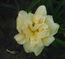 Hemerocallis 'Schnickel Fritz'