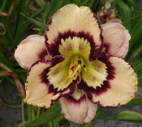 Hemerocallis 'Spacecoast Sea Shells'