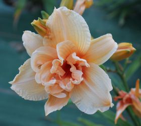 Hemerocallis 'Vanilla Fluff'