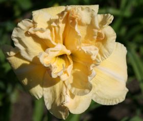Hemerocallis 'Vanilla Fluff'
