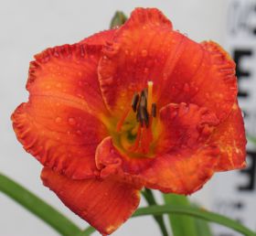 Hemerocallis 'Wassaw Island'