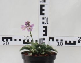 Hosta 'Blue Mouse Ears'