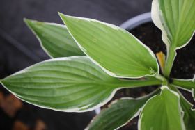 Hosta 'Francee'