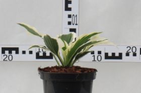 Hosta 'Minuteman'