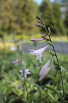 Hosta 'Francee'