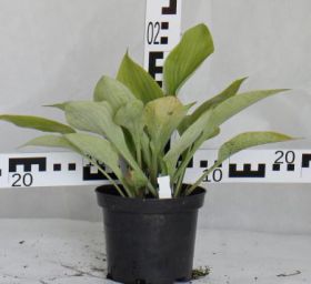 Hosta 'Sum and Substance'