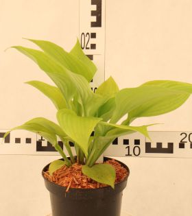 Hosta 'Sum and Substance'