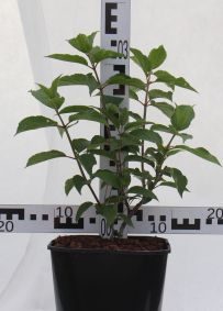 Hydrangea paniculata 'White Lady'