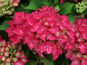 Hydrangea macrophylla 'Hot Red'